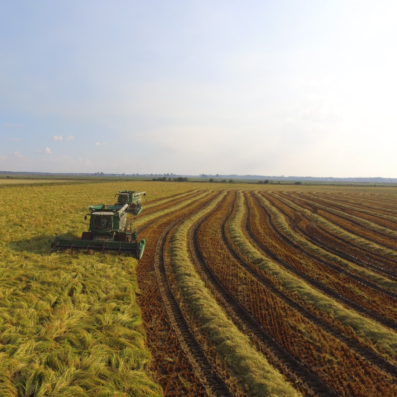 North American Sake Rice & Agriculture with Isbell Farms Part 1