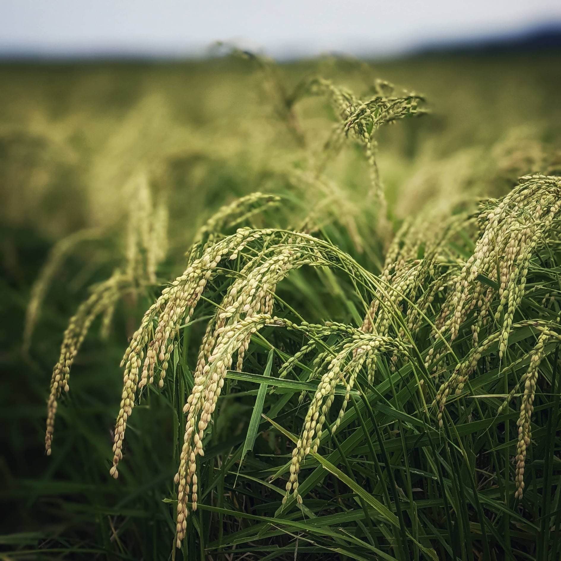 RICEY: On Your Own Terms with the Sake Concierge