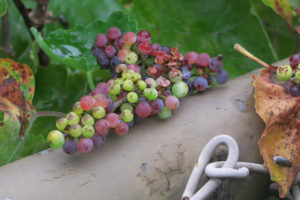 Grapes, photo John Rusk